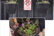 Flowers to add vibrance to downtown Osceola